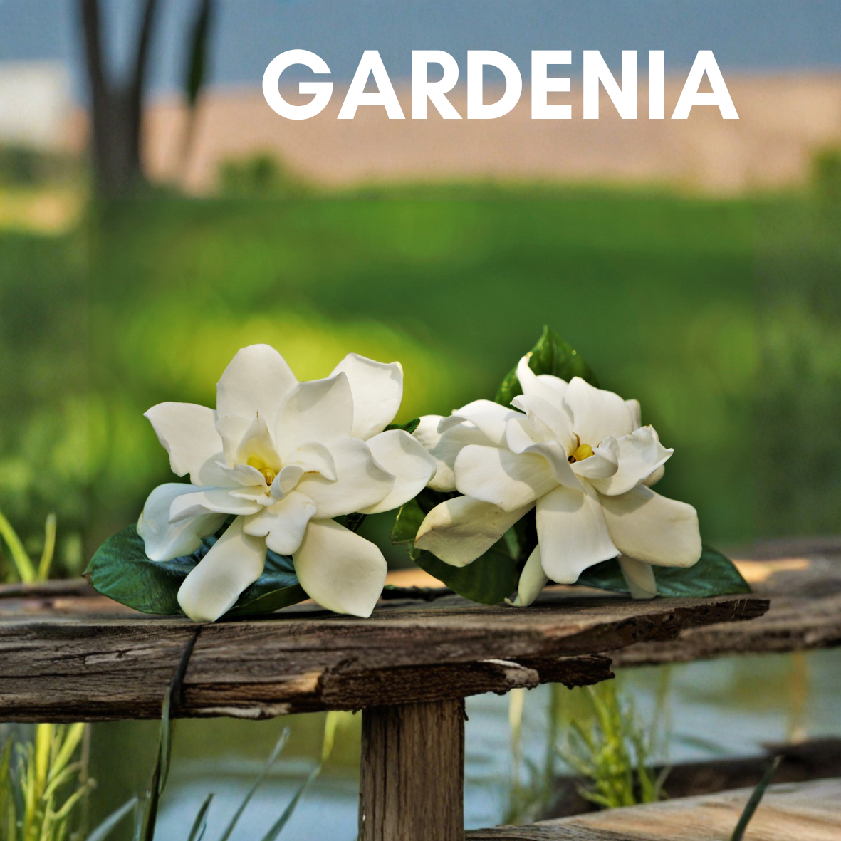 Gardenia
