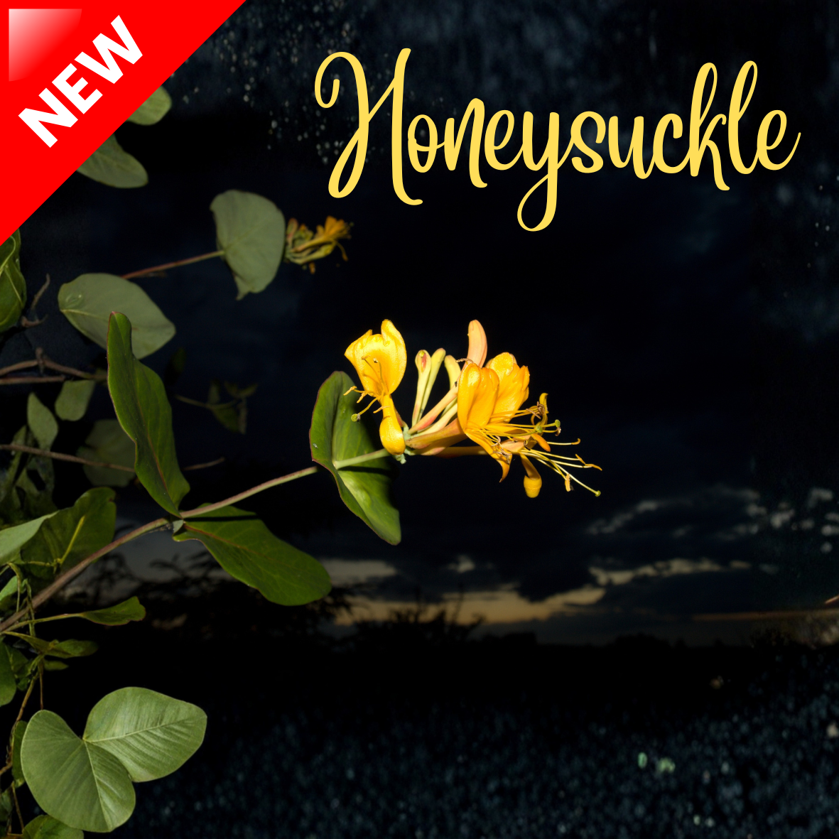 Honeysuckle