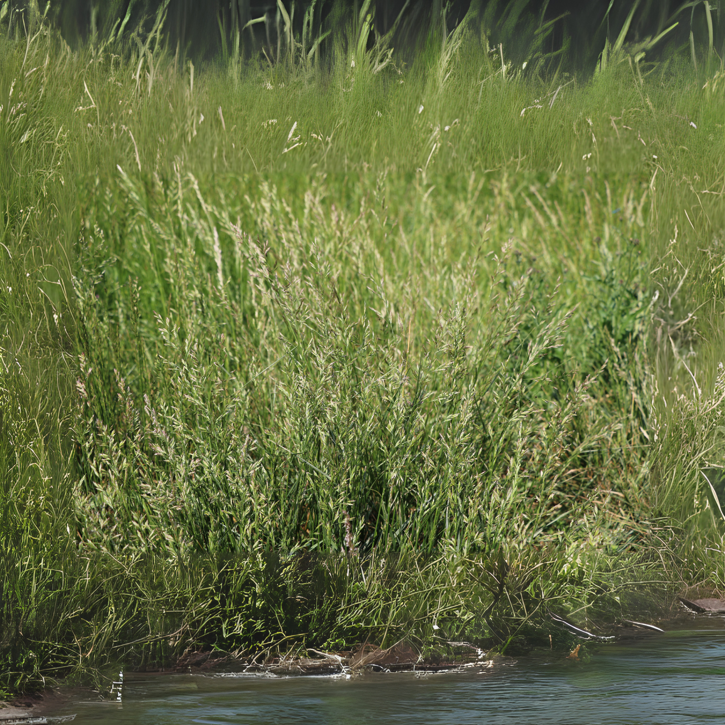 Sweet Grass