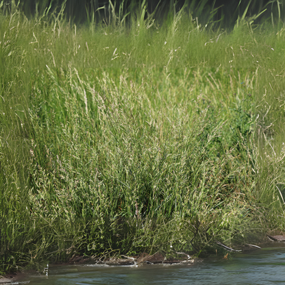 Sweet Grass