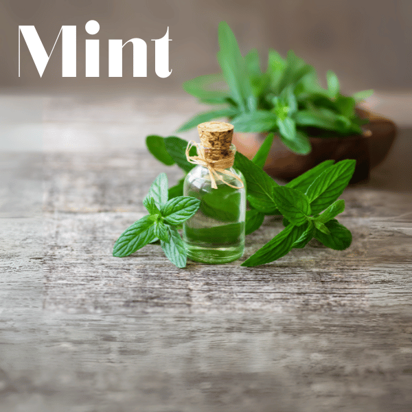 Mint