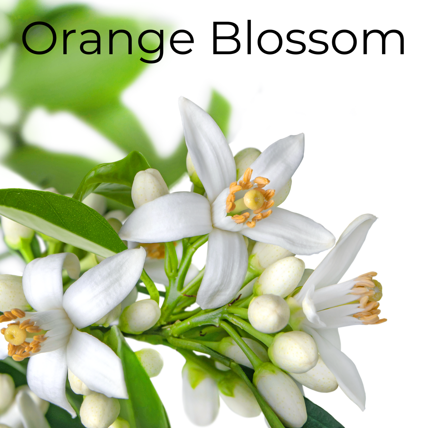 Orange Blossom