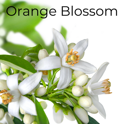 Orange Blossom